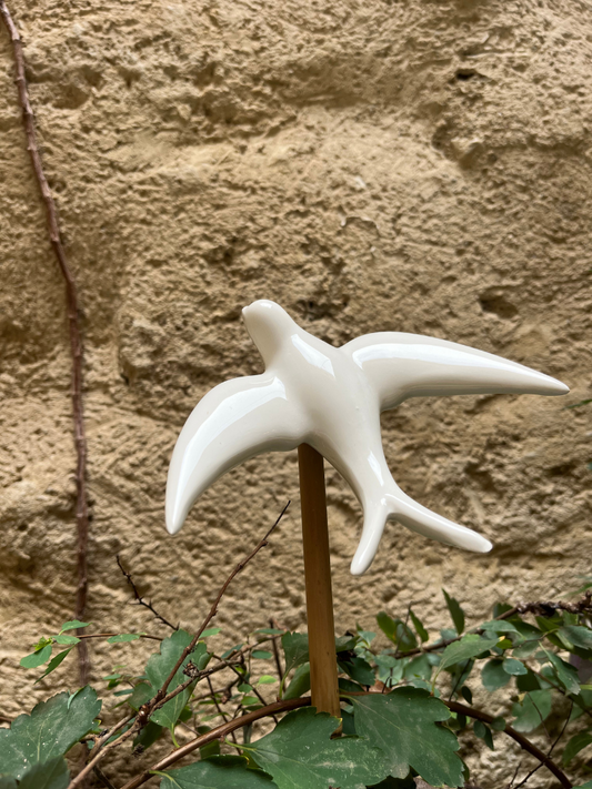 Présentation hirondelle blanche dans jardinière