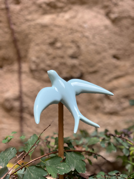 hirondelle bleu aigue marine dans une jardinière